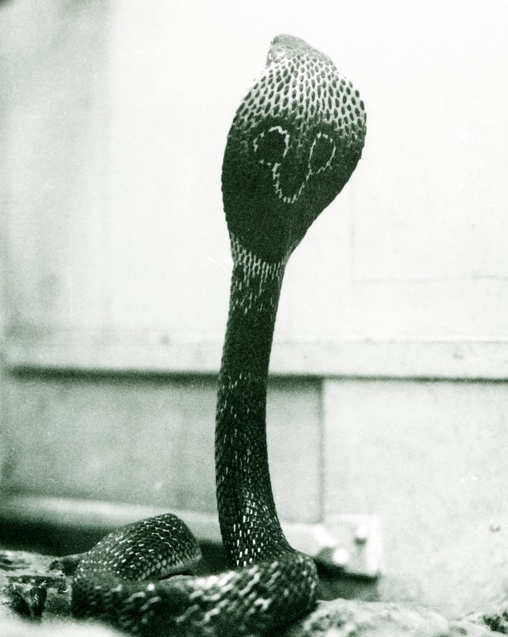 Un cobra indiano con testa sollevata e cappuccio allargato, Zoo di Londra, ottobre 1925 da Frederick William Bond