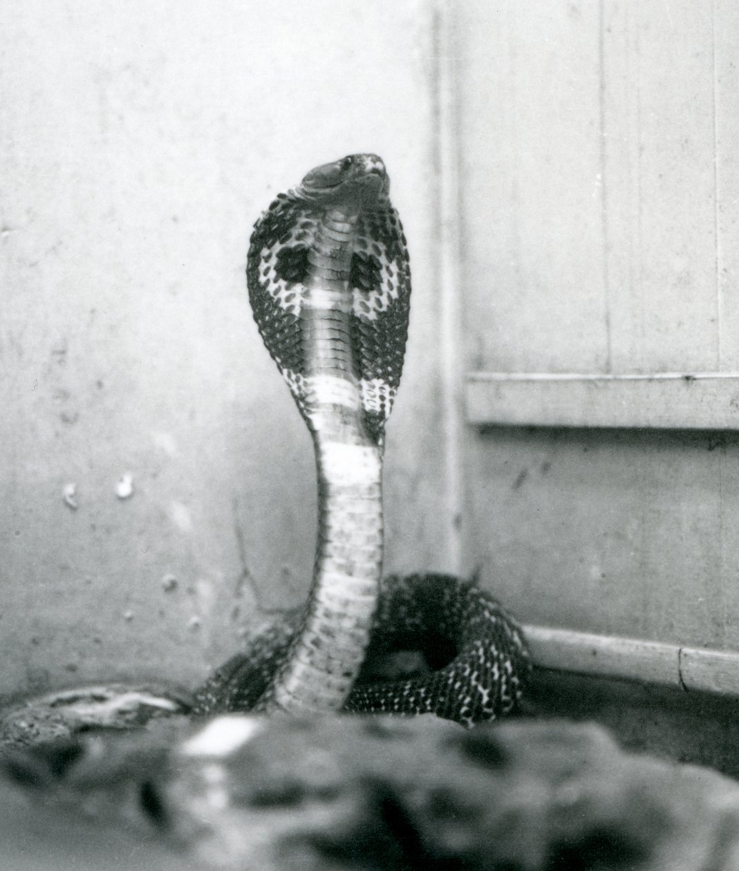 Un cobra indiano con testa sollevata e cappuccio allargato, Zoo di Londra, ottobre 1925 da Frederick William Bond