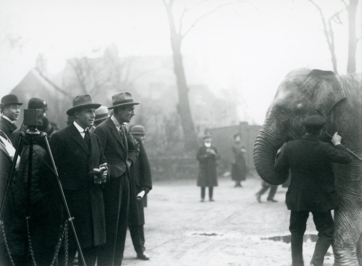 Un elefante indiano, forse Sundermalah, che partecipa a una trasmissione esterna dallo Zoo di Londra, 1925 da Frederick William Bond