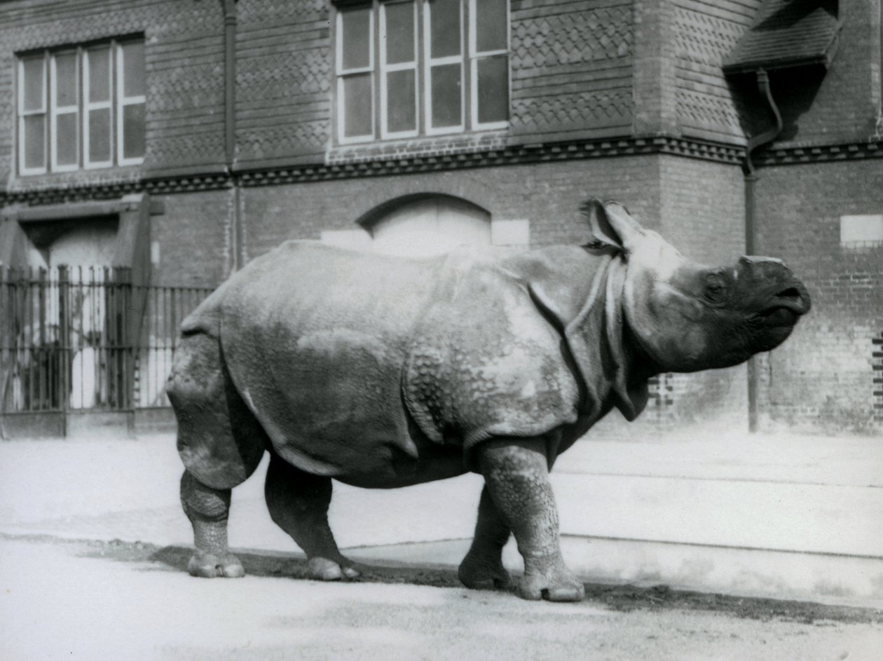 Un rinoceronte indiano allo Zoo di Londra, 1927 da Frederick William Bond