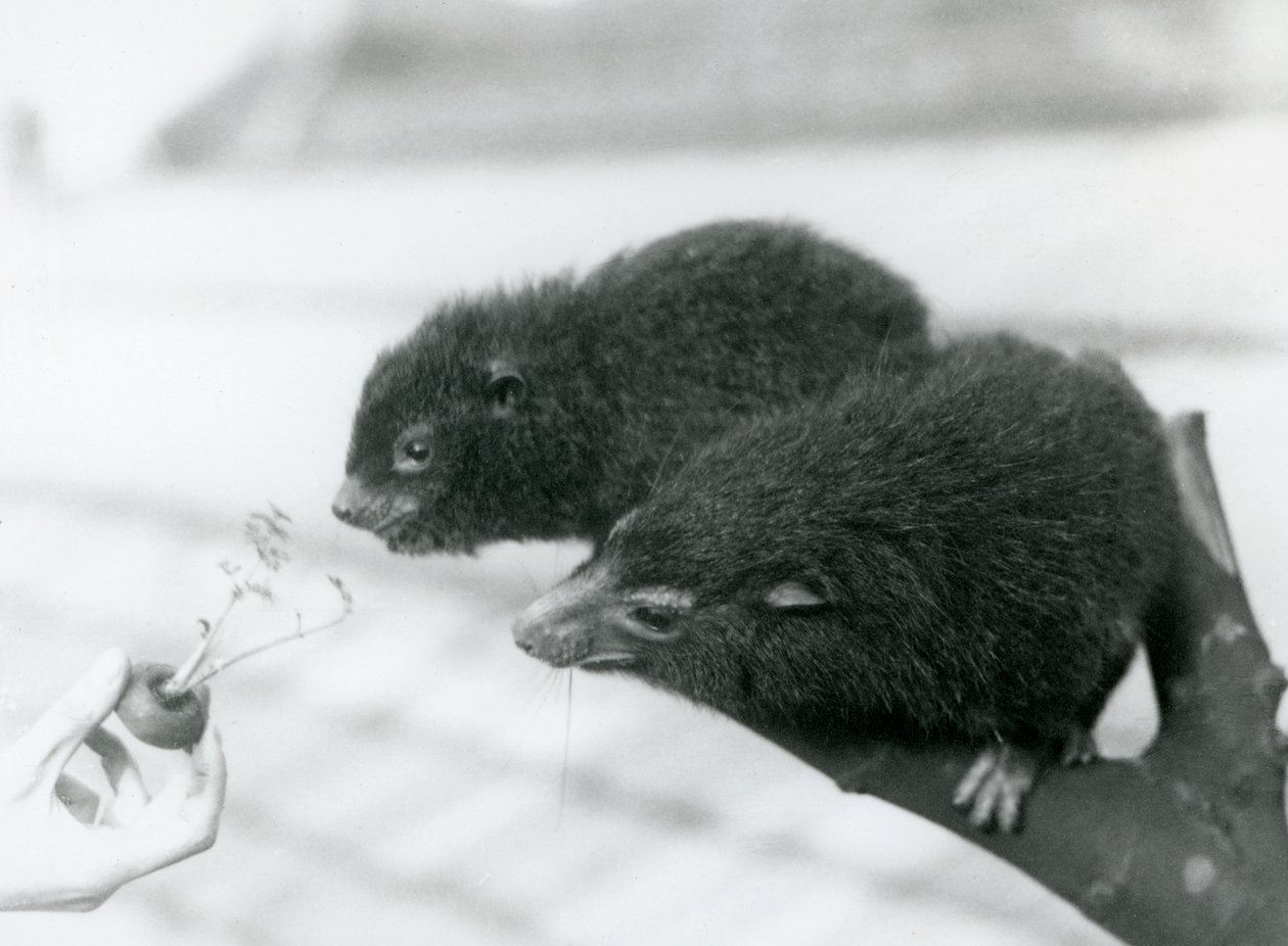 Un adulto e un giovane irace degli alberi occidentale seduti su un ramo e piegati verso una cima di carota tenuta per loro da mangiare, Zoo di Londra da Frederick William Bond