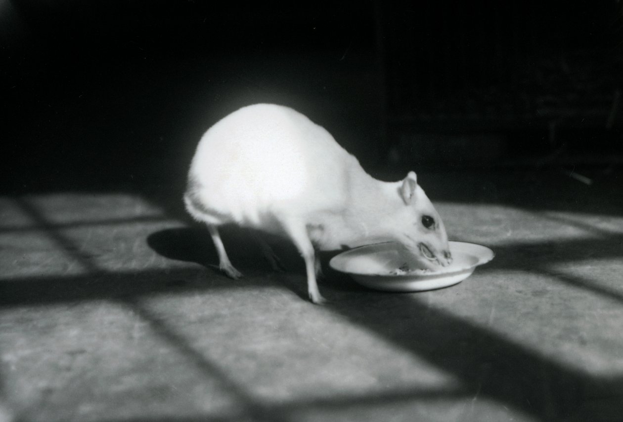 Un chevrotain albino che mangia da un piatto, Zoo di Londra, dicembre 1926 da Frederick William Bond
