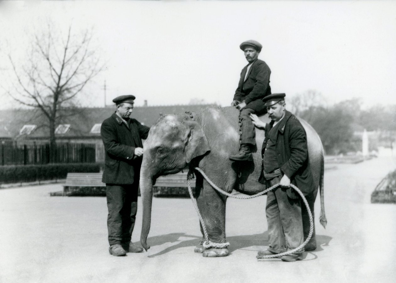 Un elefante indiano con i guardiani A. Church e H. Robertson allo Zoo di Londra, giugno 1922 da Frederick William Bond