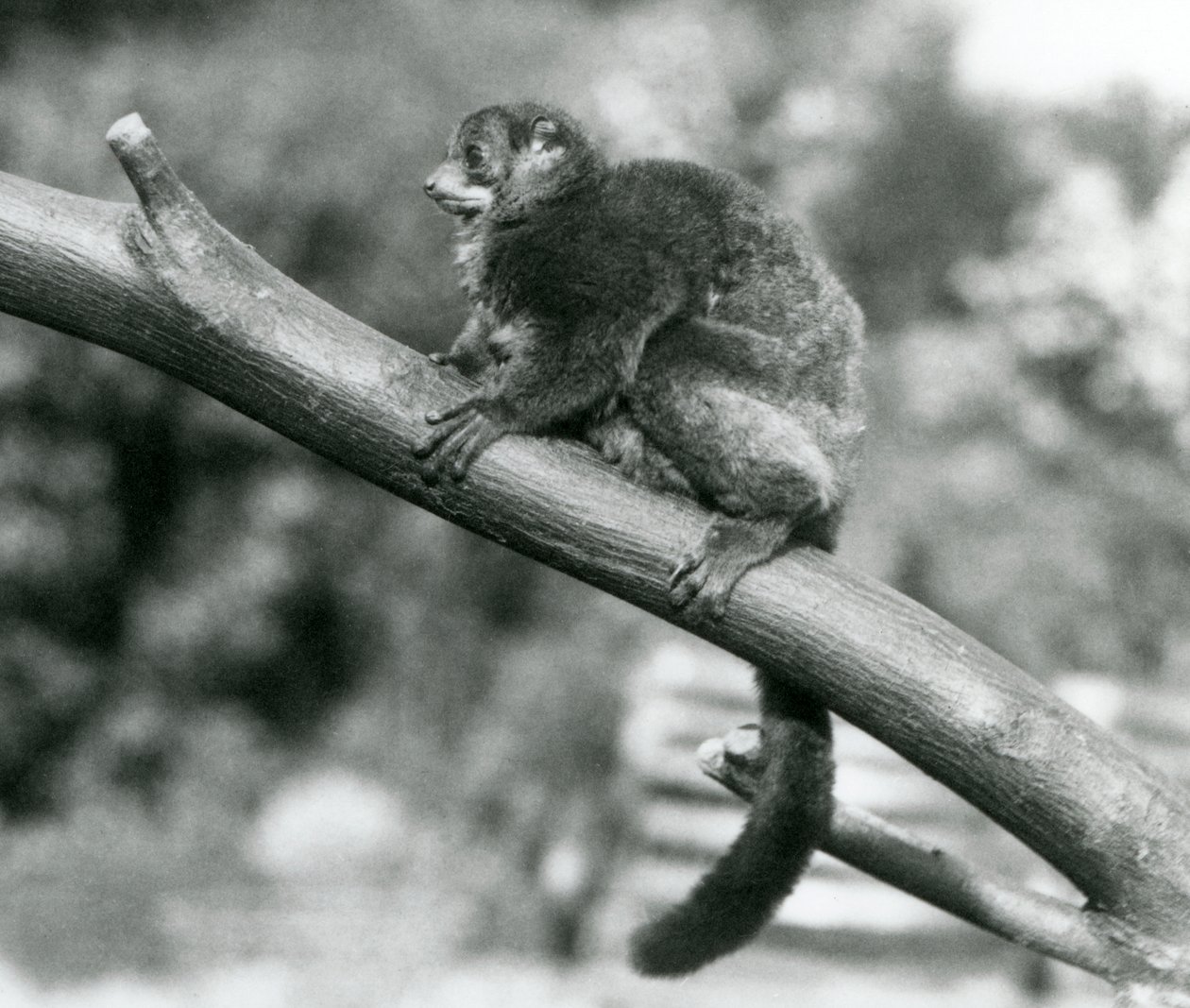 Un lemure gigante di Coquerel in via di estinzione/lemure nano di Coquerel/lemure gigante meridionale, che riposa su un ramo allo zoo di Londra, ottobre 1929 (foto in b/n) da Frederick William Bond