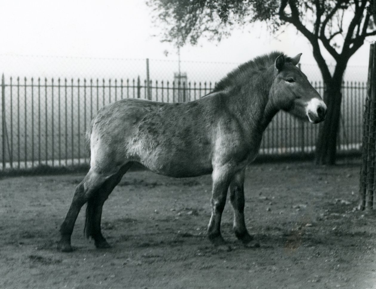 Un cavallo selvatico di Przewalski in via di estinzione nel suo recinto allo Zoo di Londra, ottobre 1927 da Frederick William Bond