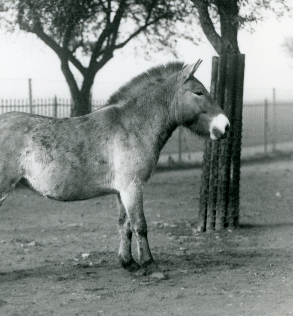 Un cavallo selvatico di Przewalski in via di estinzione nel suo recinto allo Zoo di Londra, ottobre 1927 da Frederick William Bond