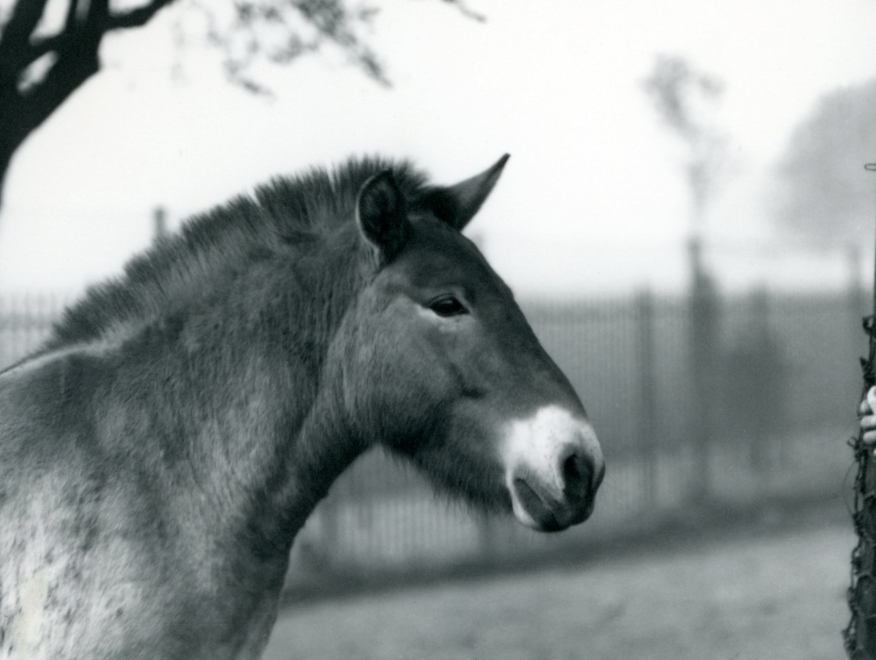 Un cavallo selvatico di Przewalski in via di estinzione nel suo recinto allo Zoo di Londra, ottobre 1927 da Frederick William Bond