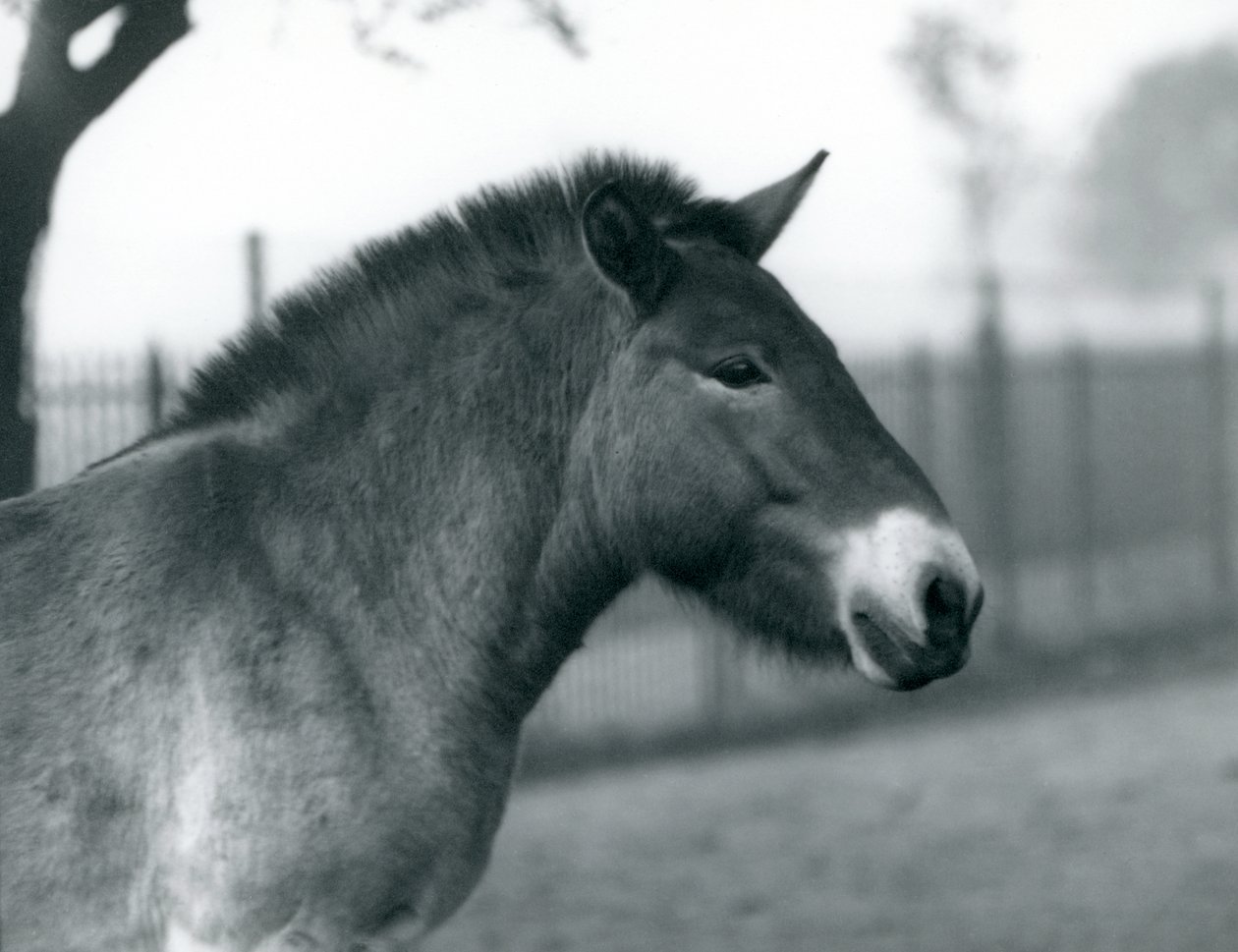 Un cavallo selvatico di Przewalski in via di estinzione nel suo recinto allo Zoo di Londra, ottobre 1927 da Frederick William Bond