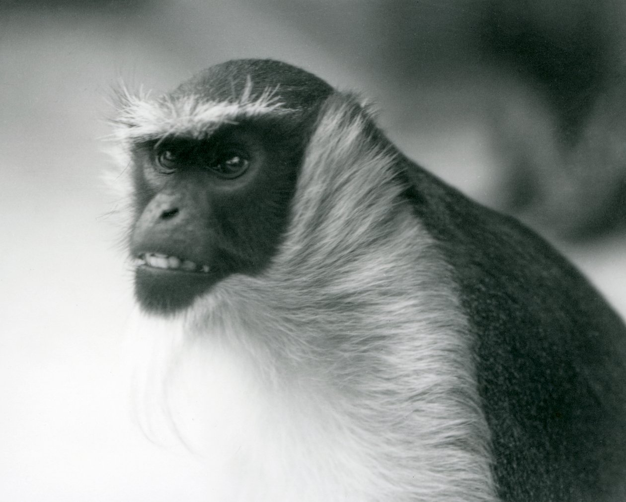 Una scimmia Roloway in pericolo allo Zoo di Londra, 1927 da Frederick William Bond