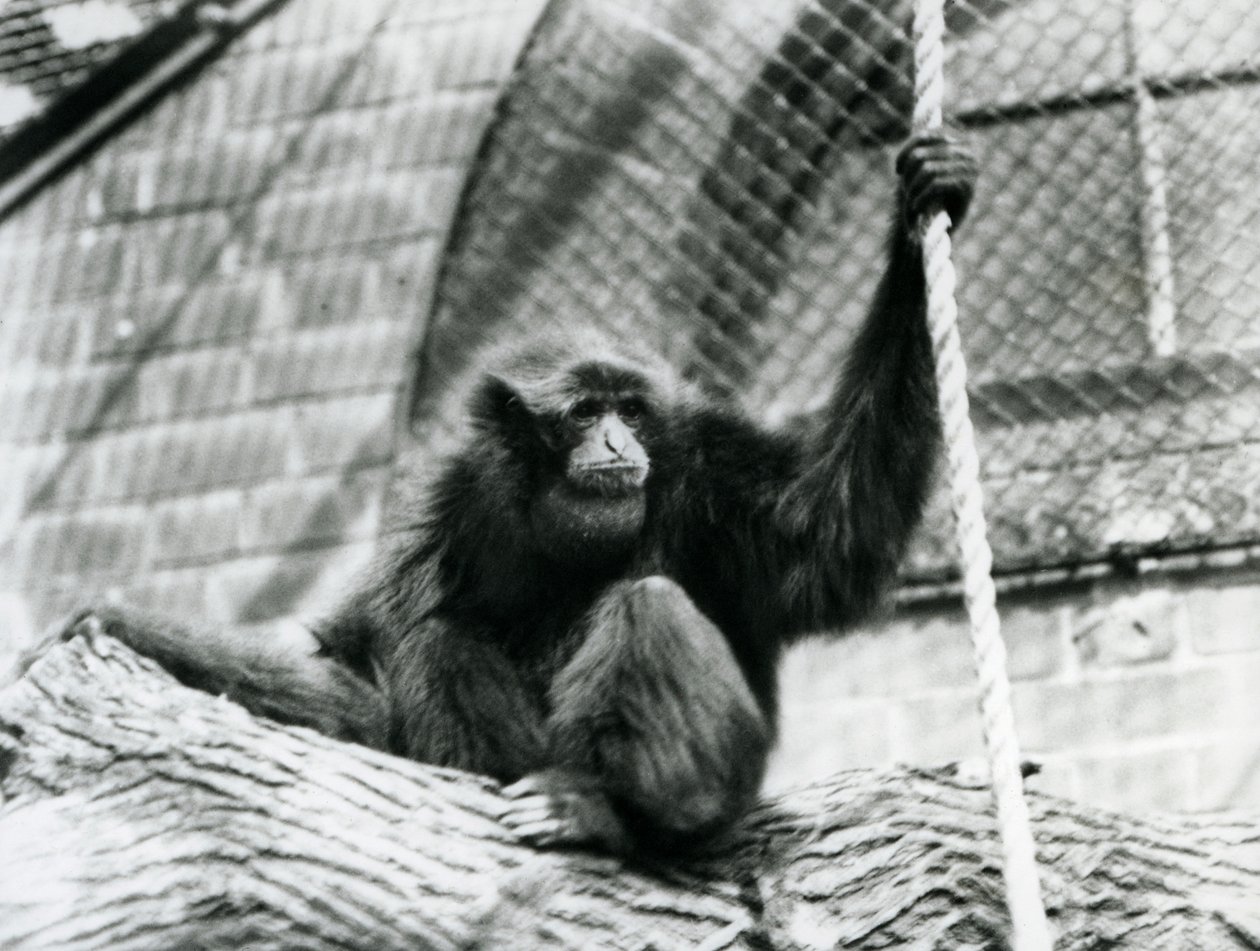Un gibbone siamango in pericolo di estinzione seduto su un tronco, tenendo una corda, Zoo di Londra, 1927 da Frederick William Bond