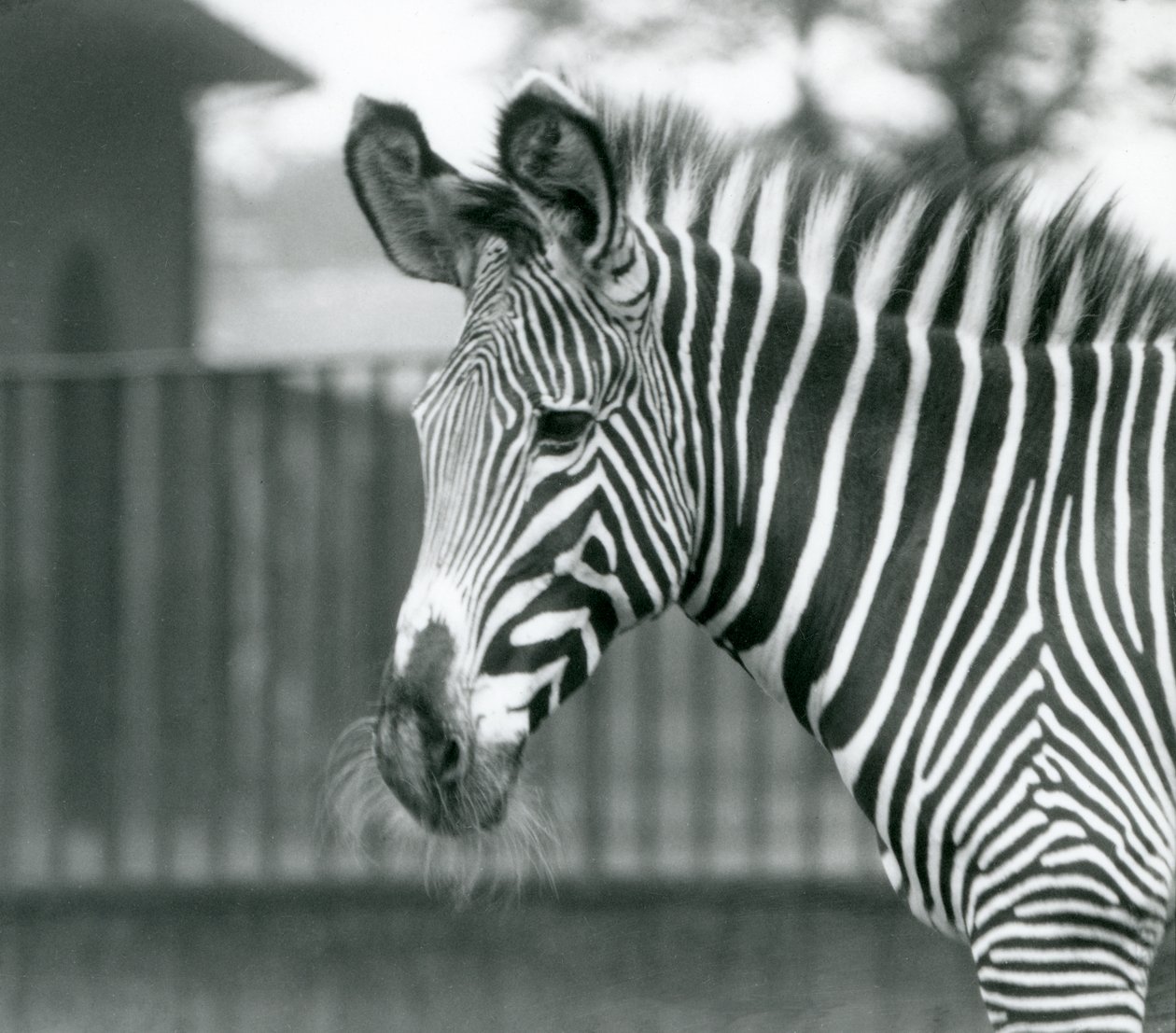 Una femmina di zebra di Grevy in pericolo, Zoo di Londra, luglio 1926 (foto in b/n) da Frederick William Bond