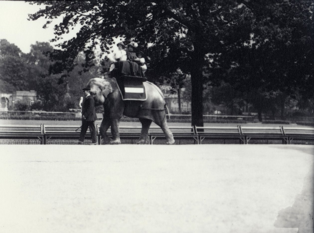 Elefante asiatico 
