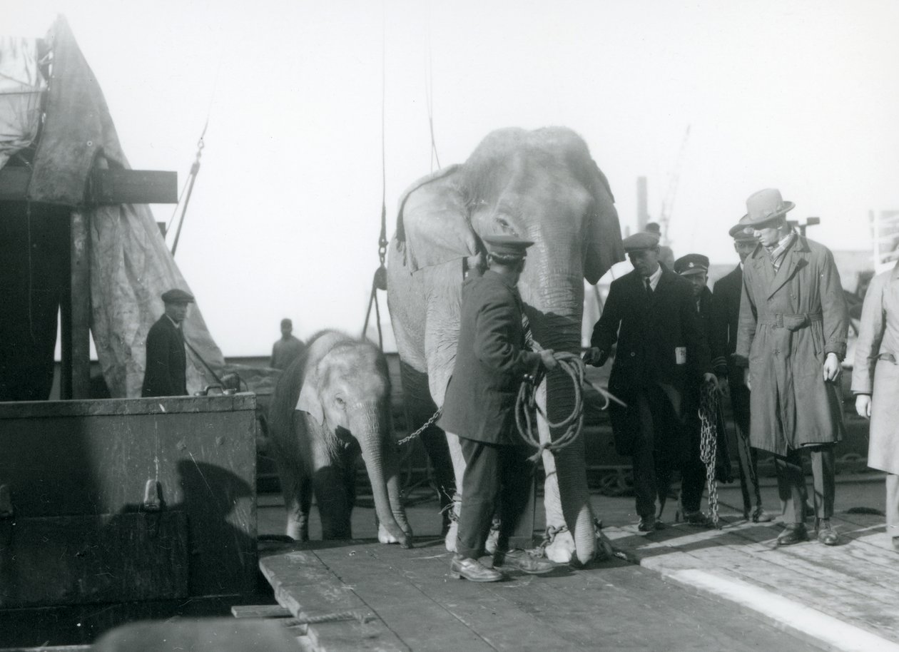 Elefanti asiatici che sbarcano da una barca in rotta verso lo Zoo di Londra nel 1927 da Frederick William Bond