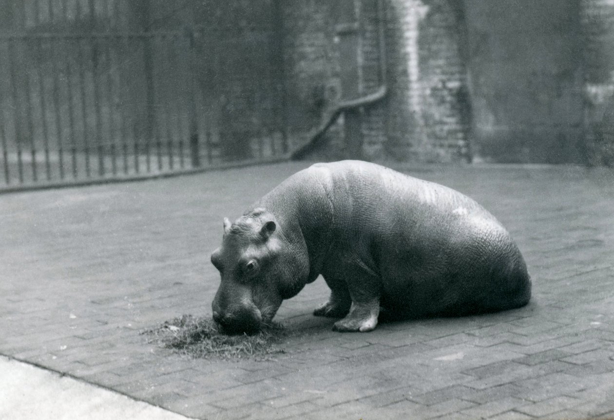 Ippopotamo bambino 