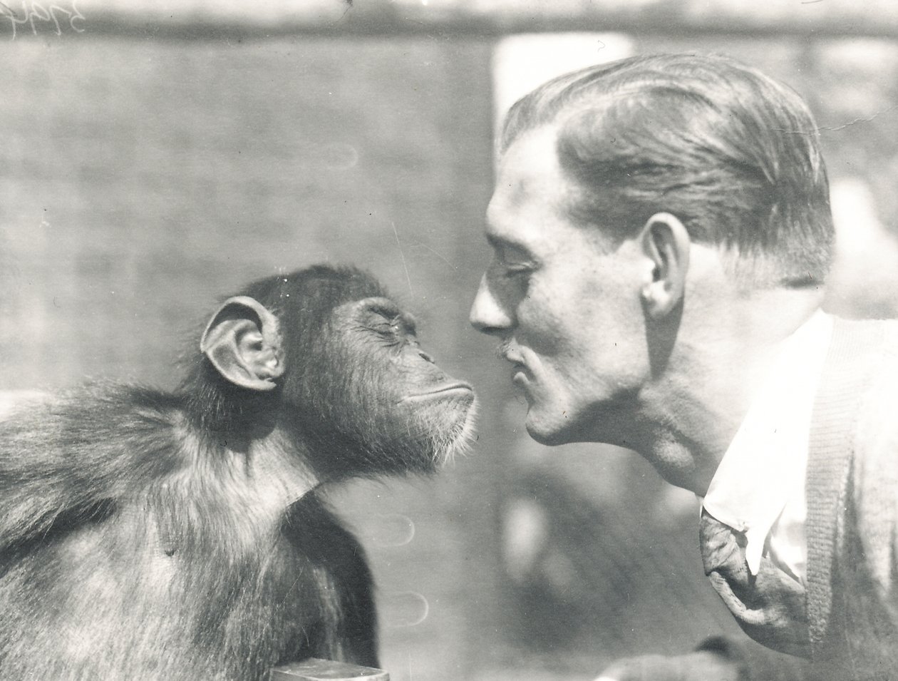Booboo lo scimpanzé e John Shelly allo ZSL London Zoo da Frederick William Bond