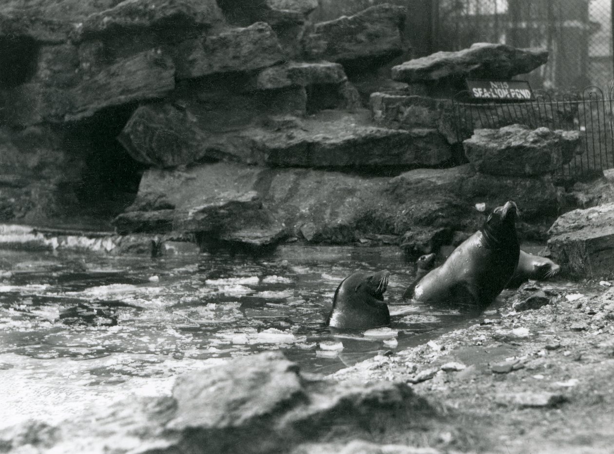 Leoni marini della California con ghiaccio nella loro piscina, Zoo di Londra da Frederick William Bond
