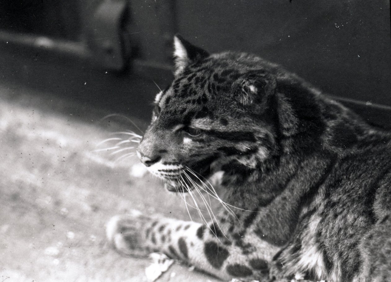 Leopardo nebuloso, 1922 da Frederick William Bond