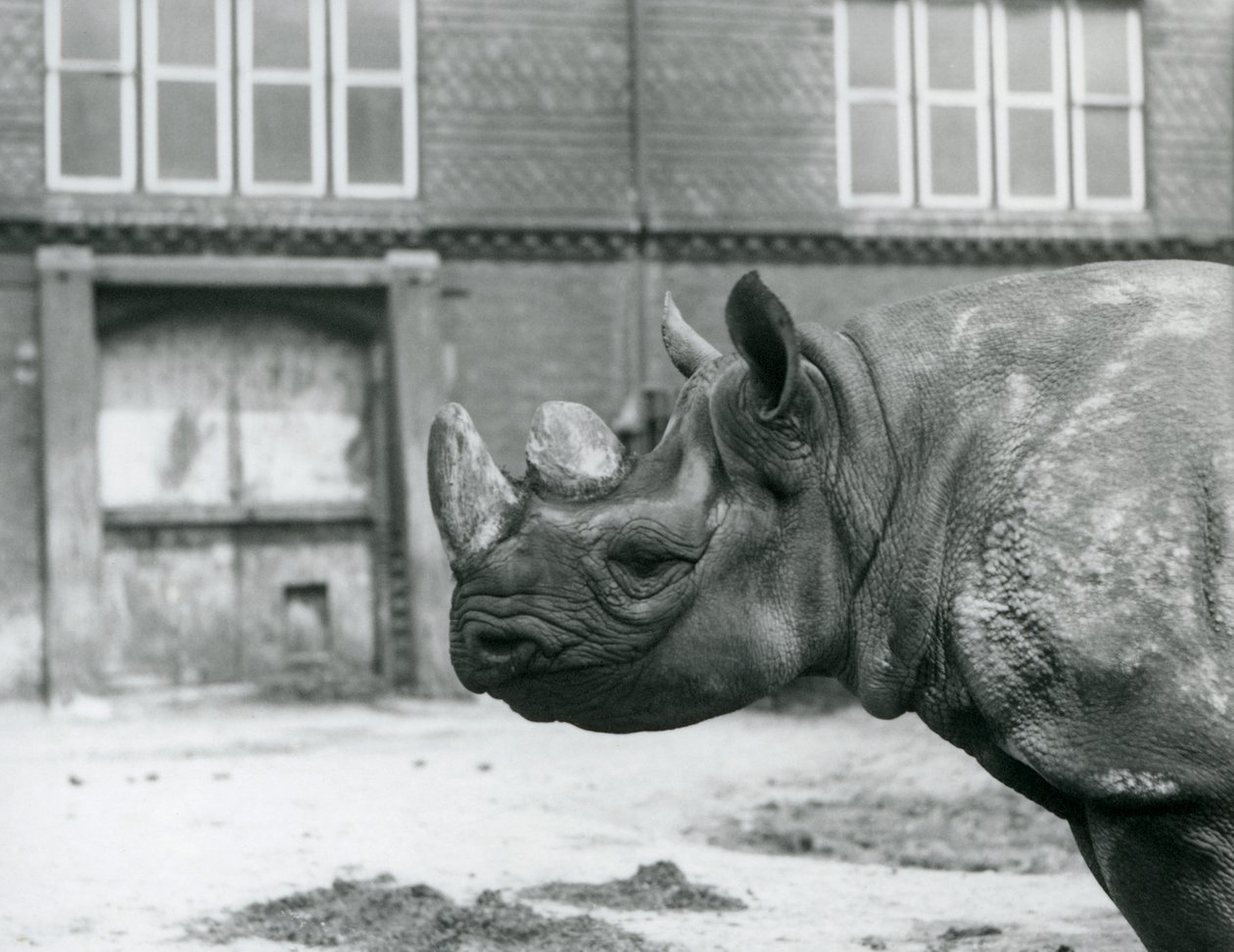 Eliza, una femmina di Rinoceronte Nero, London Zoo da Frederick William Bond