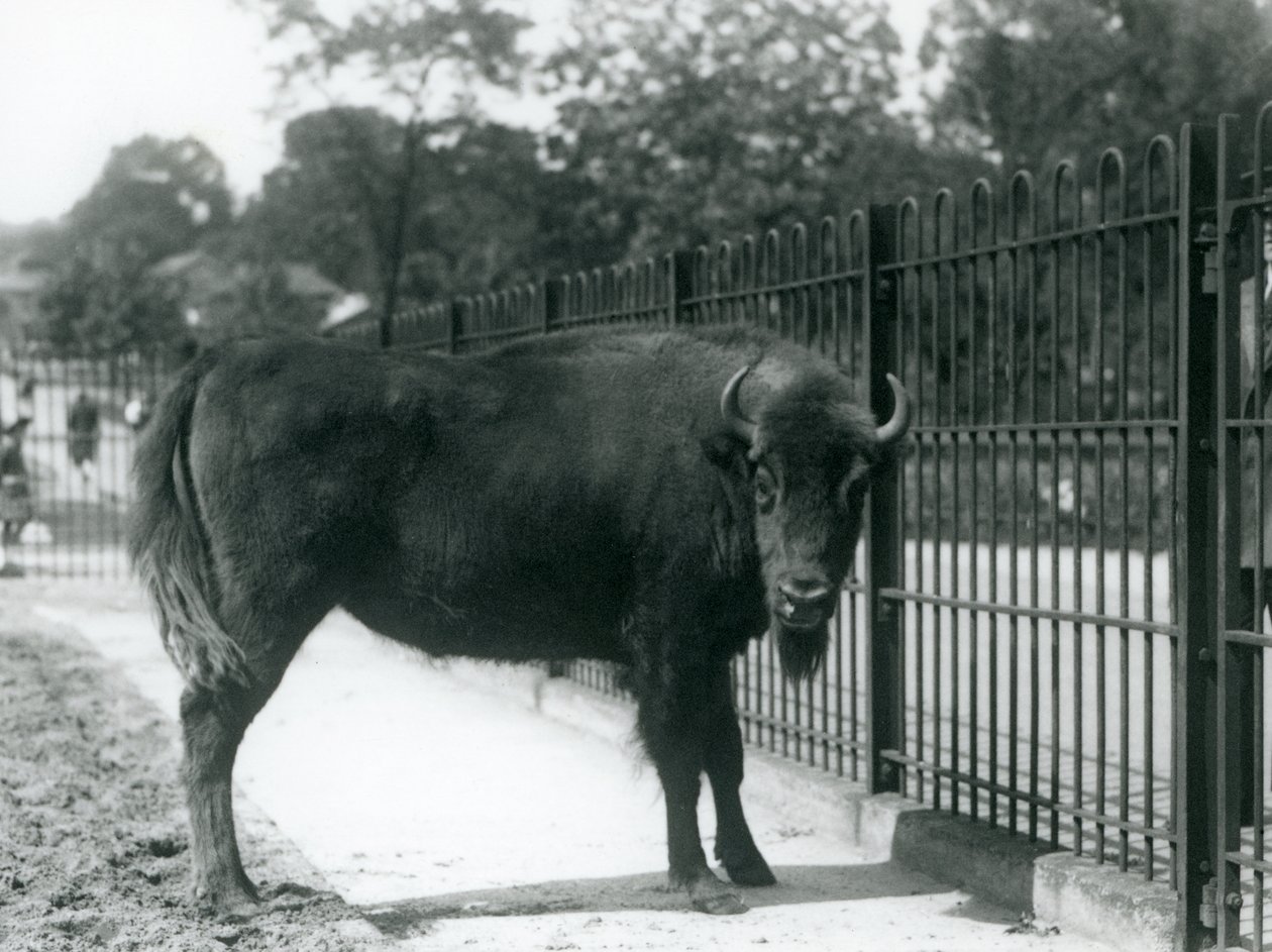 Bisonte europeo Georgina alle sbarre del suo recinto, Zoo di Londra, 12 agosto 1926 da Frederick William Bond