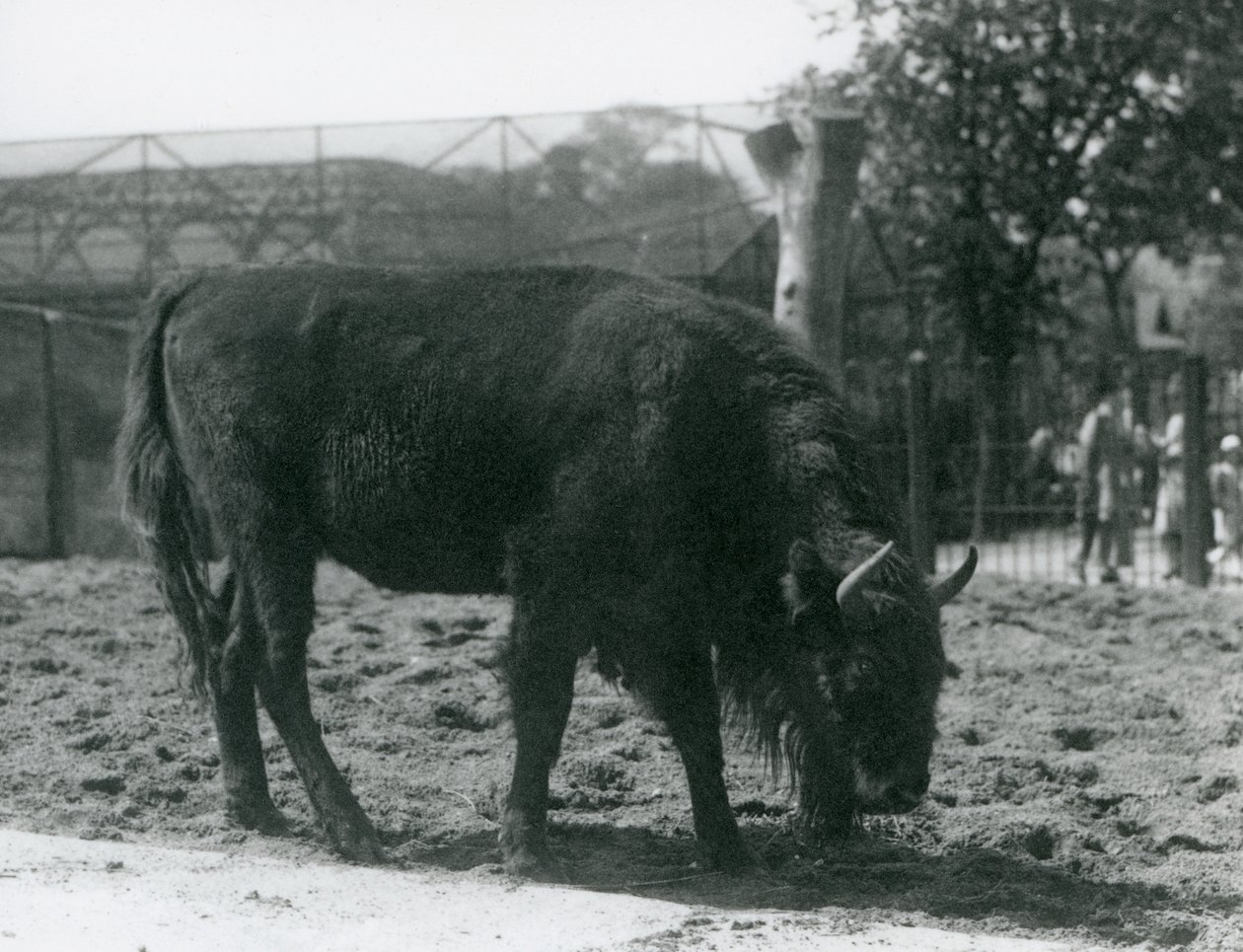 Bisonte europeo Julia che mangia l