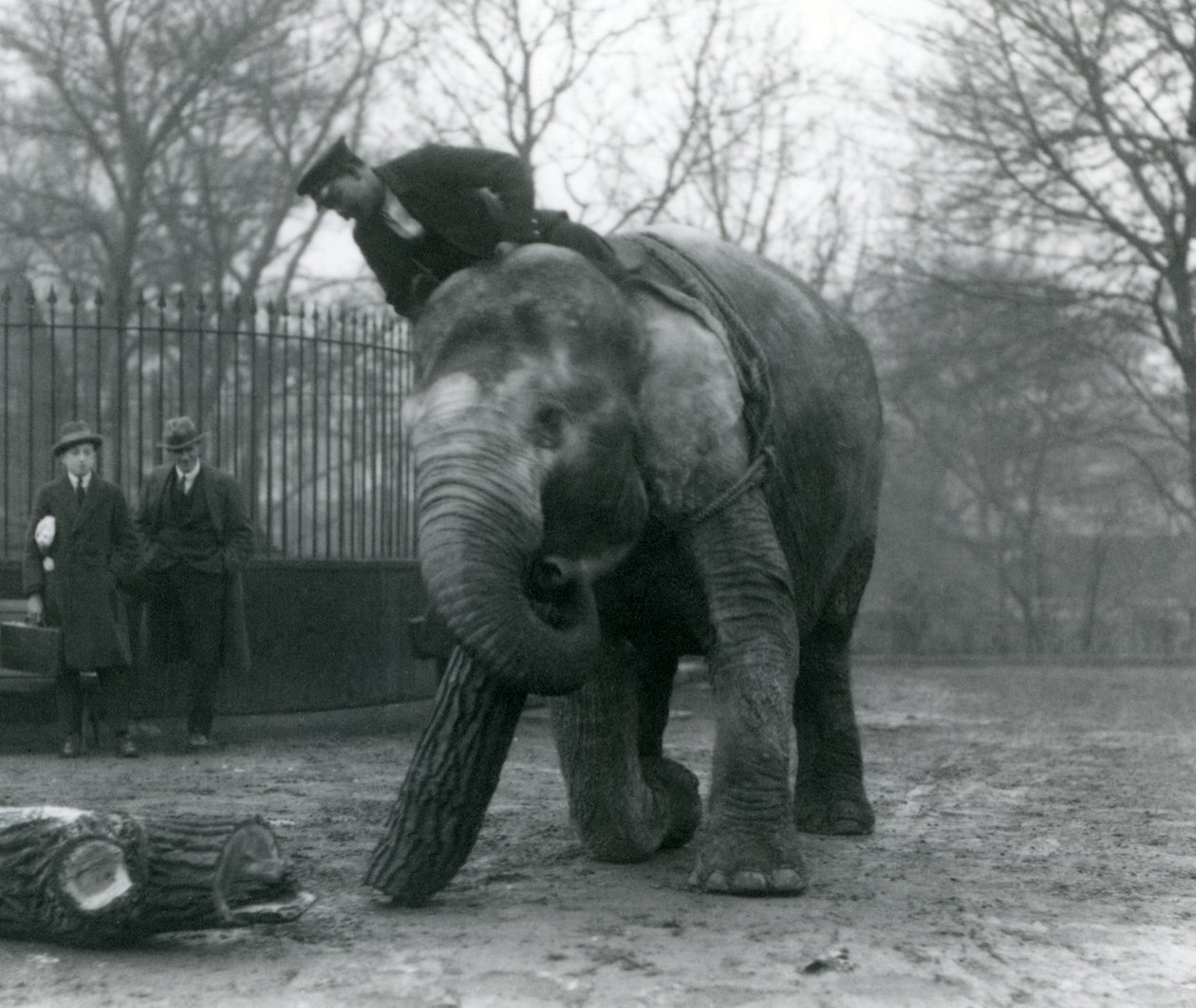 Elefante asiatico femmina, 