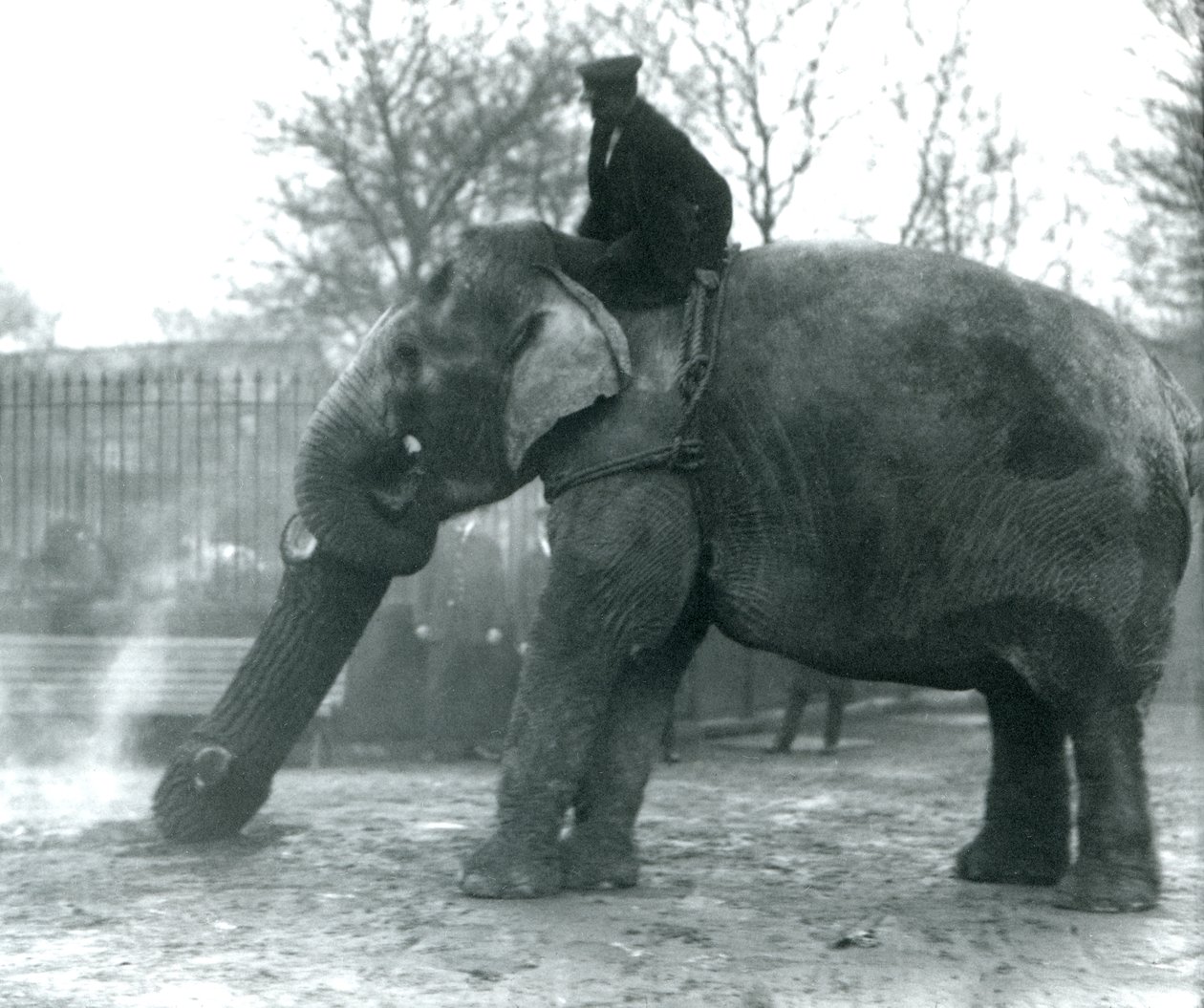 Elefante asiatico femmina, 