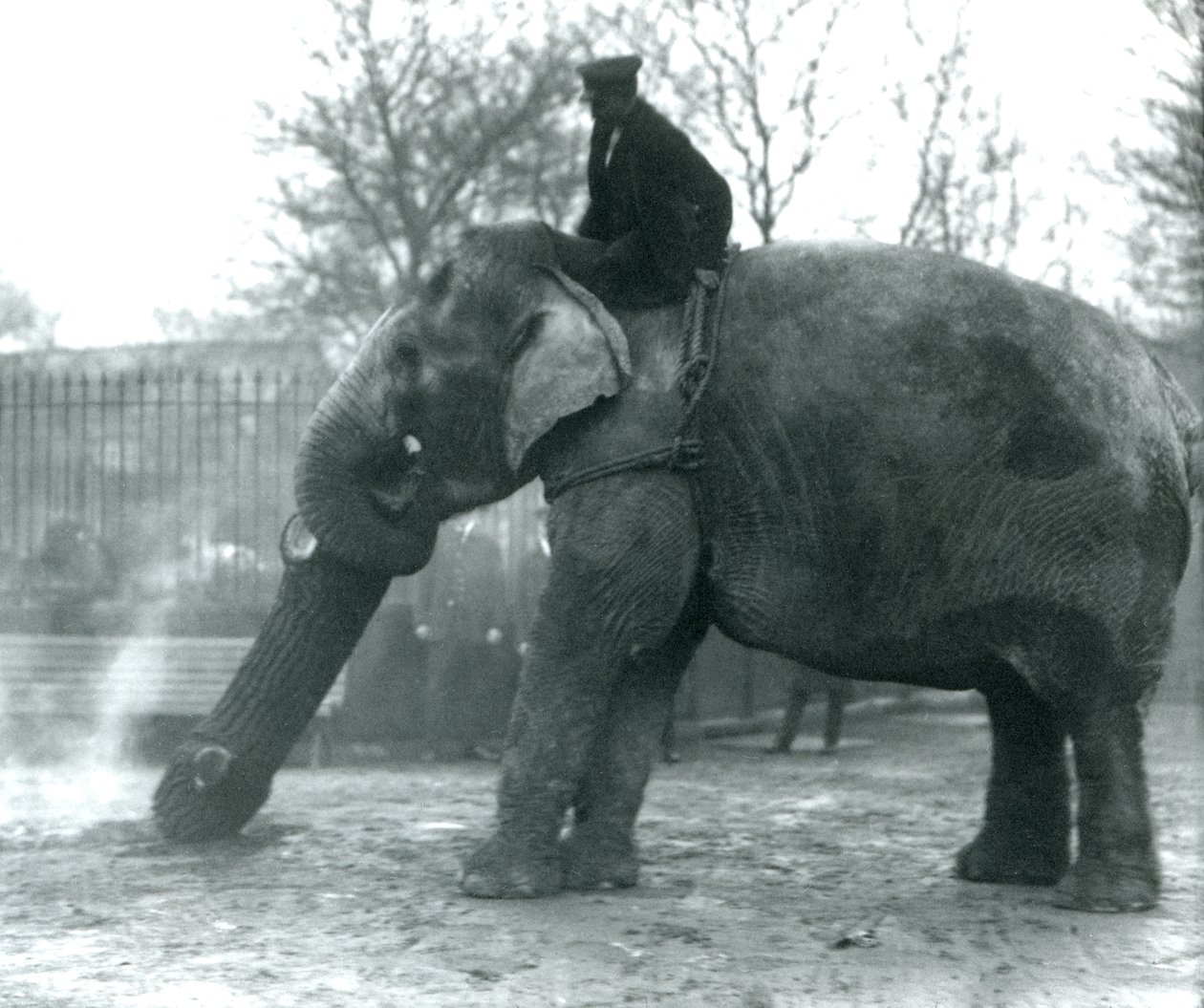 Elefante asiatico femmina, Indiarani, che sposta legname con la proboscide, mentre il suo custode è seduto sulla sua schiena e la dirige, London Zoo, 1925 da Frederick William Bond