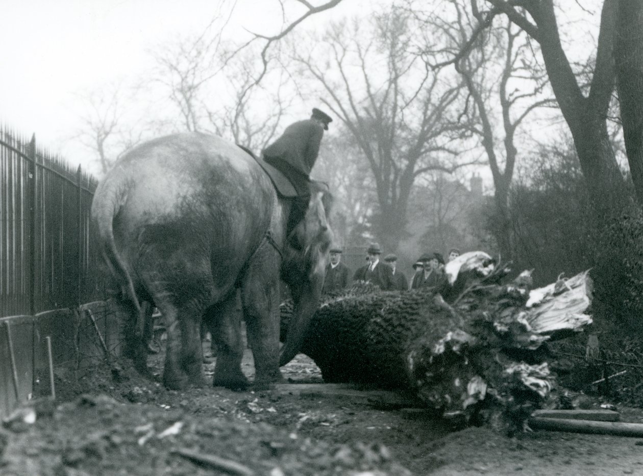 Elefante asiatico femmina, Indiarani, che sposta legname con la proboscide, mentre il suo custode è seduto sulla sua schiena e la dirige, London Zoo, 1925 da Frederick William Bond