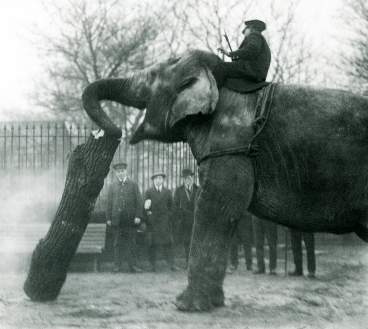 Elefante asiatico femmina, Indiarani, che sposta legname con la proboscide, mentre il suo guardiano è seduto sulla sua schiena a dirigerla, Zoo di Londra, 1925 da Frederick William Bond