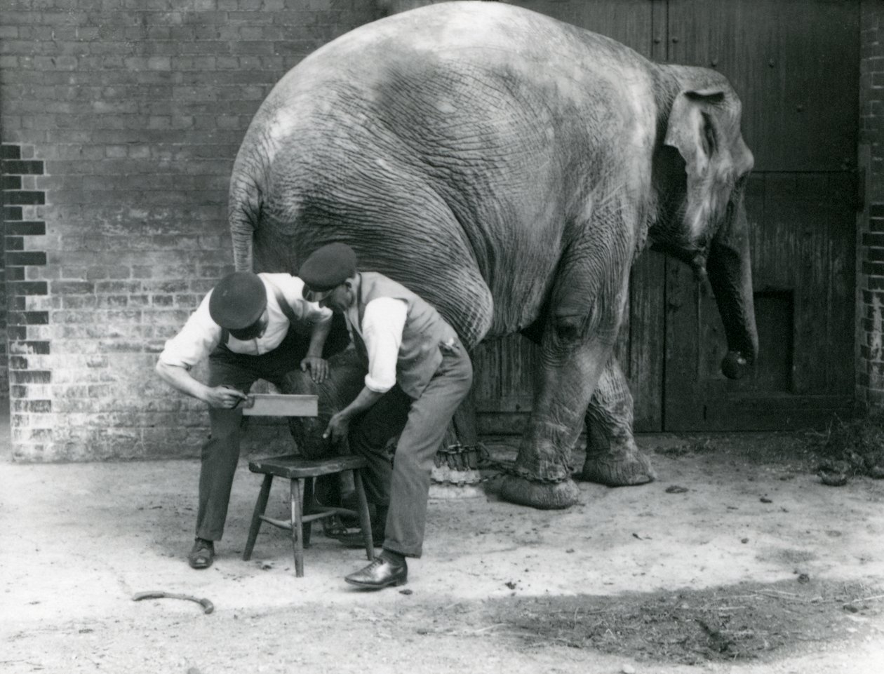 Elefante asiatico femmina Sundermalah che si fa tagliare i piedi dai suoi custodi allo Zoo di Londra, agosto 1926 da Frederick William Bond