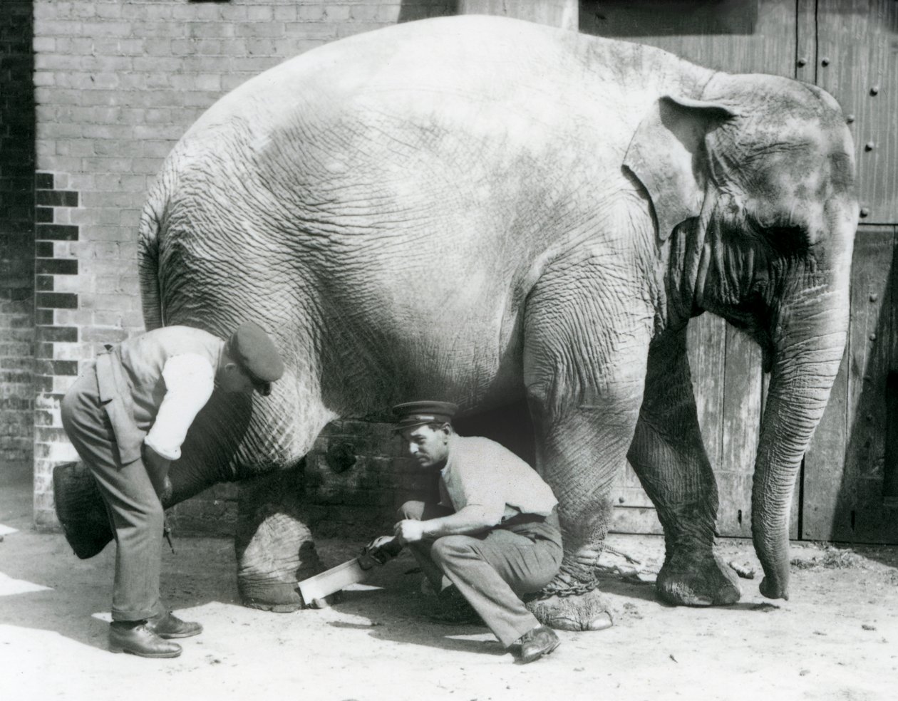 Elefante asiatico femmina Sundermalah che si fa tagliare i piedi dai suoi custodi allo Zoo di Londra, agosto 1926 da Frederick William Bond