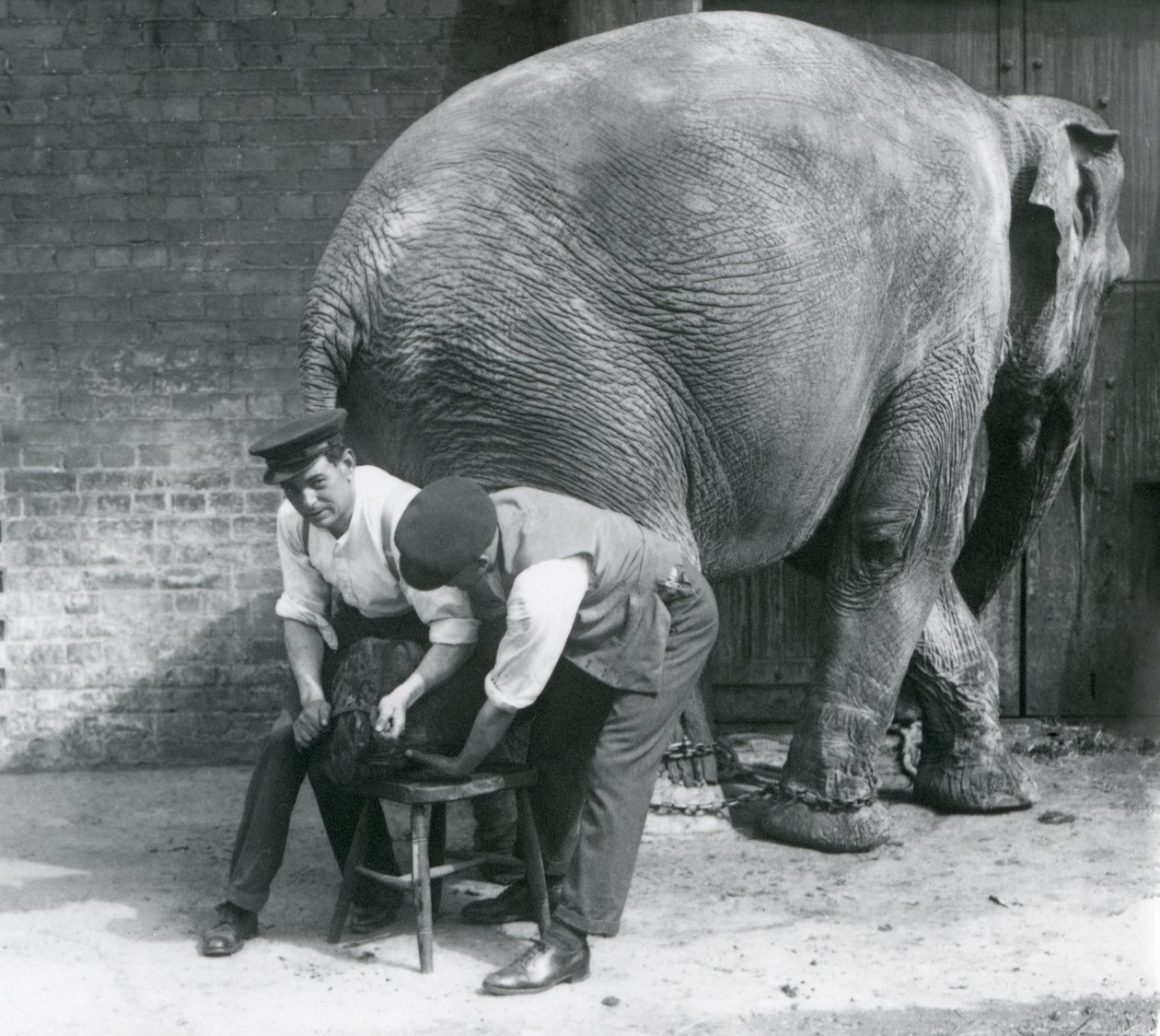 Elefante asiatico femmina che si fa tagliare i piedi dai suoi custodi allo Zoo di Londra, agosto 1926 da Frederick William Bond