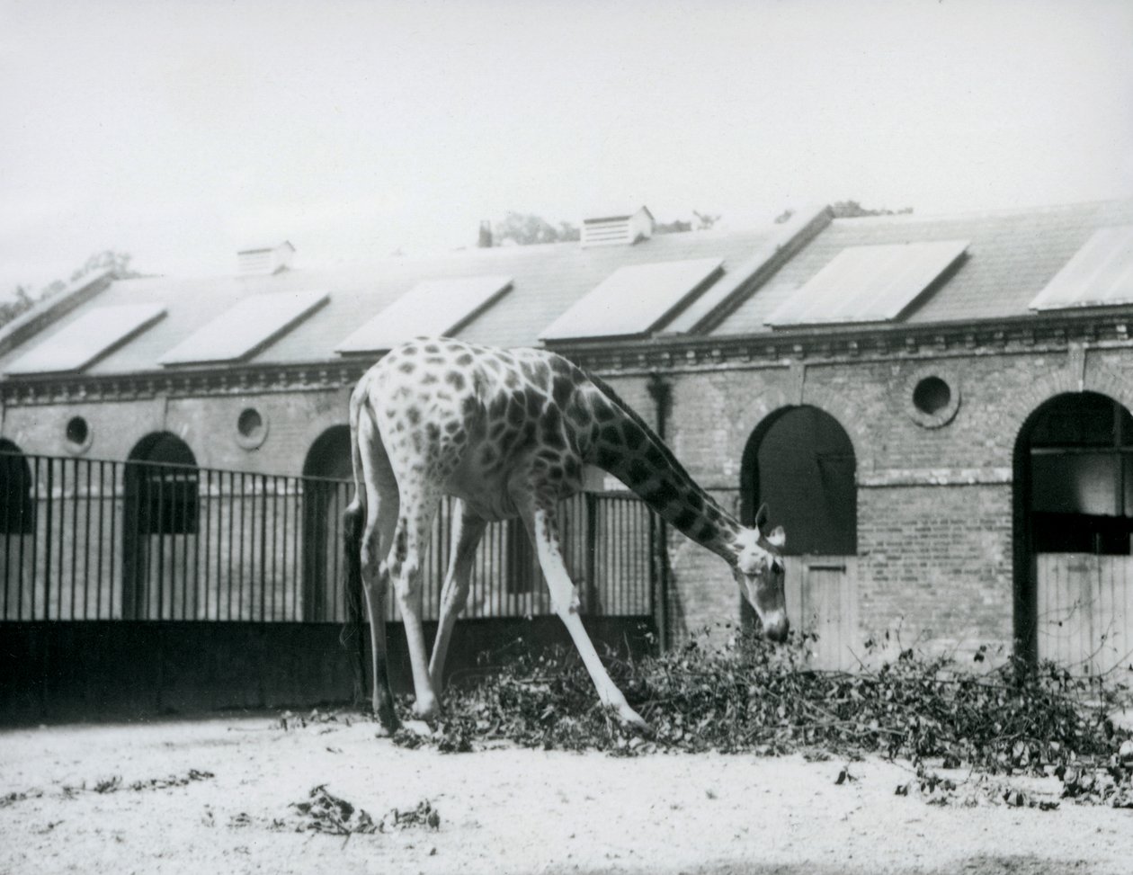 Giraffa femmina, 