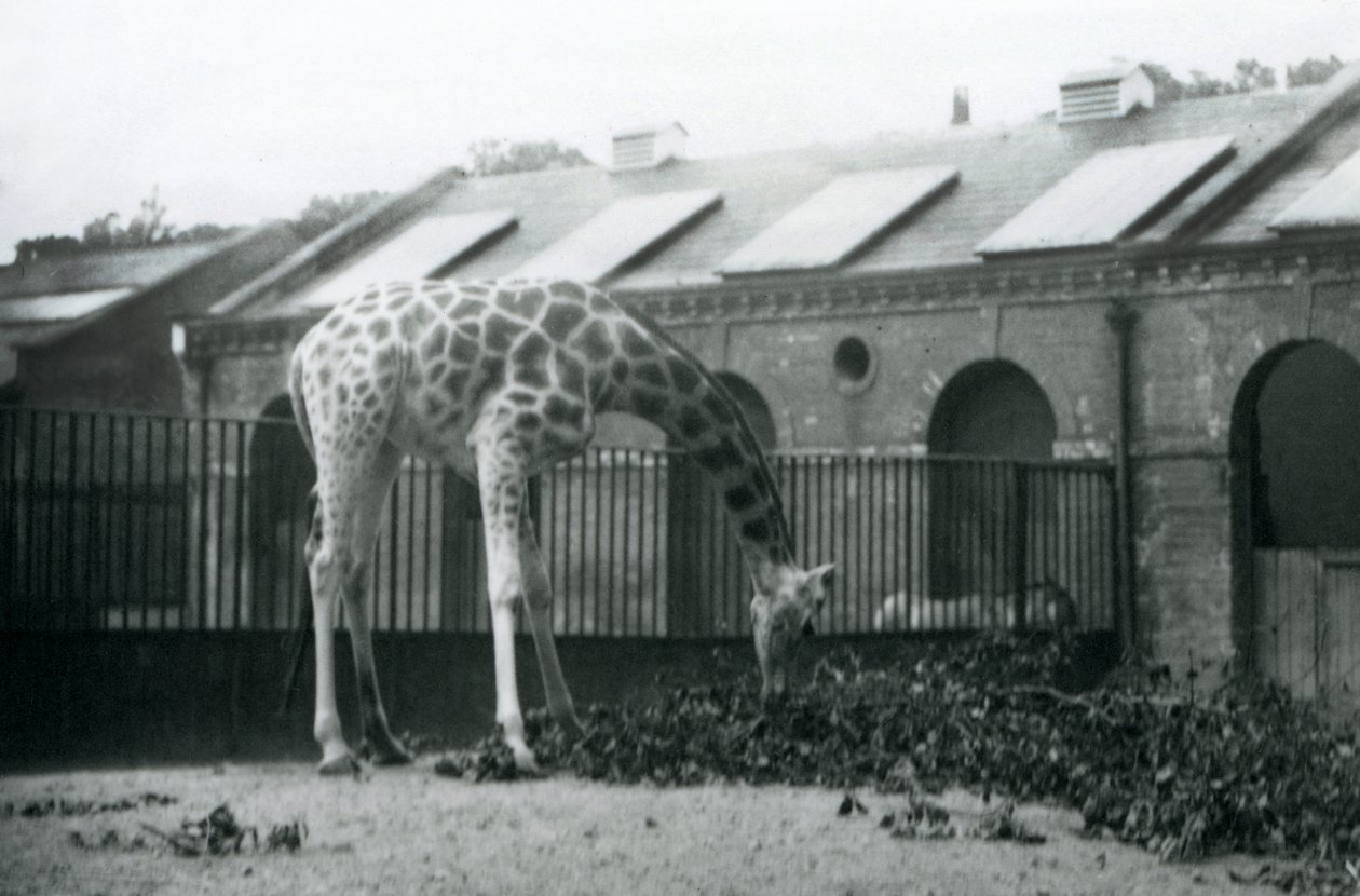 Giraffa femmina, 
