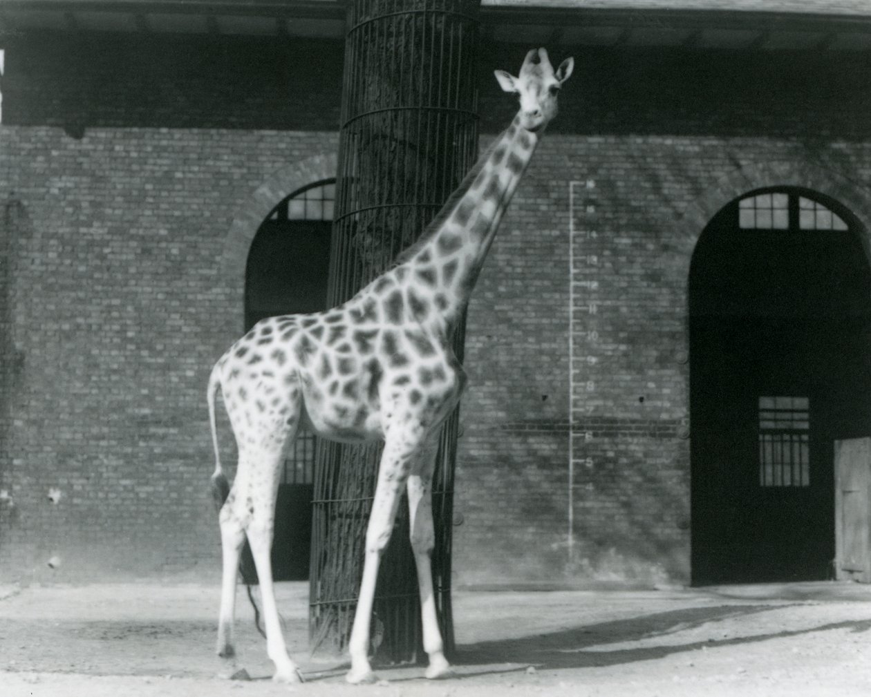 Giraffa femmina, 