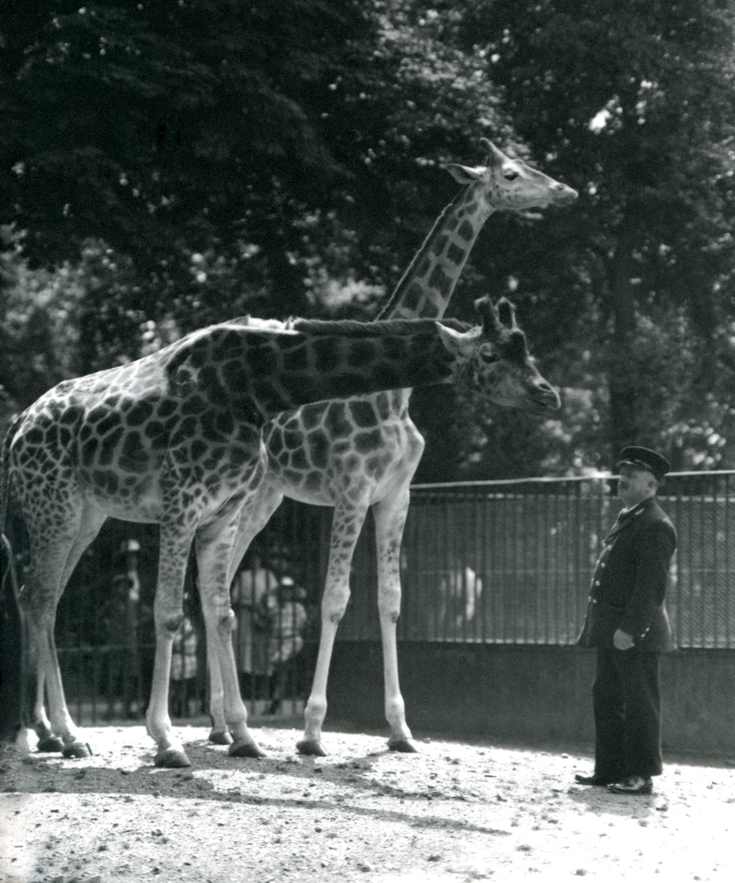 Giraffe femmine Maud e Maggie, con il custode Ernie Professor Bowman, Zoo di Londra, luglio 1924 da Frederick William Bond