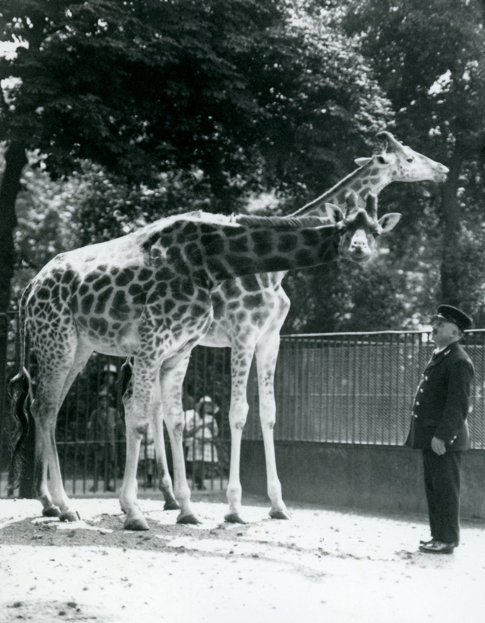 Giraffe femmine Maud e Maggie, con il custode Ernie Professor Bowman, Zoo di Londra, luglio 1924 da Frederick William Bond