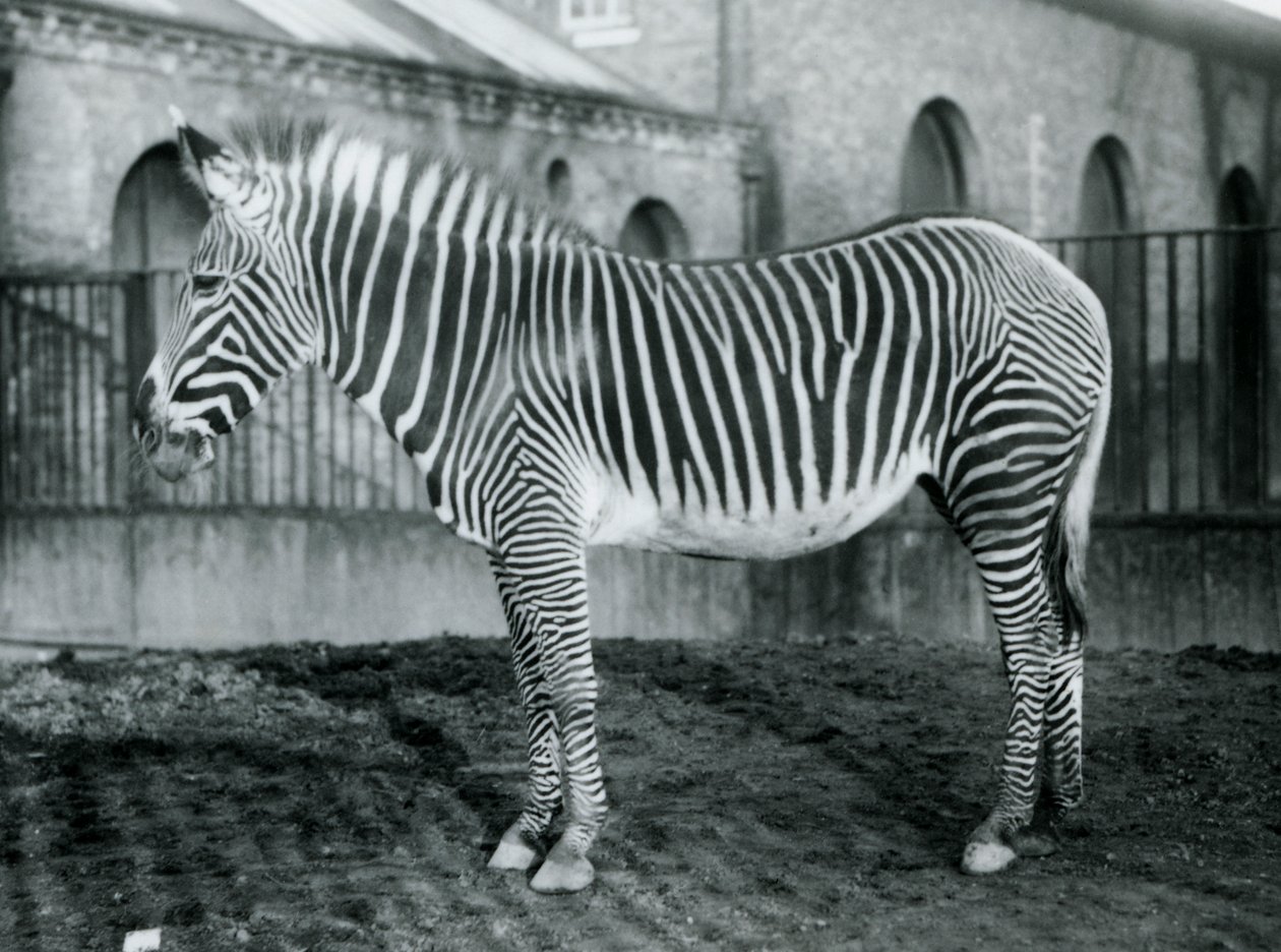 Zebra di Grevy femmina, o zebra imperiale, Jennie nel suo recinto allo zoo di Londra, 1927 da Frederick William Bond