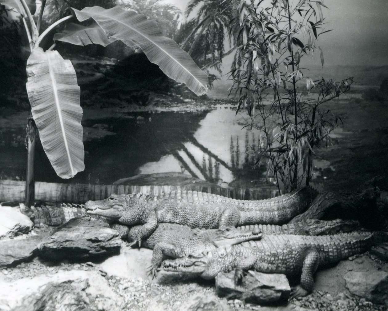 Quattro alligatori, in un ambiente panoramico con un albero di banane, allo Zoo di Londra nel 1929 da Frederick William Bond