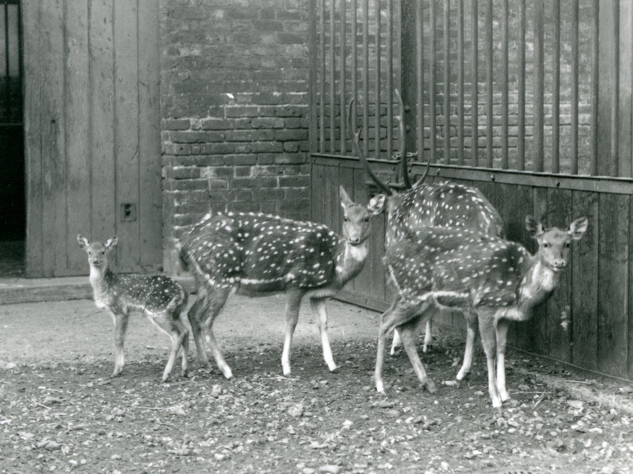 Quattro cervi Axis, tra cui un maschio con corna e un cerbiatto, allo Zoo di Londra nel 1926 da Frederick William Bond
