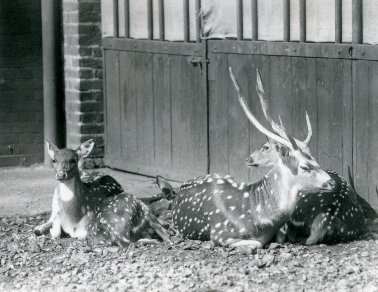 Quattro cervi Axis, incluso un maschio con le corna, allo Zoo di Londra nel 1924 da Frederick William Bond