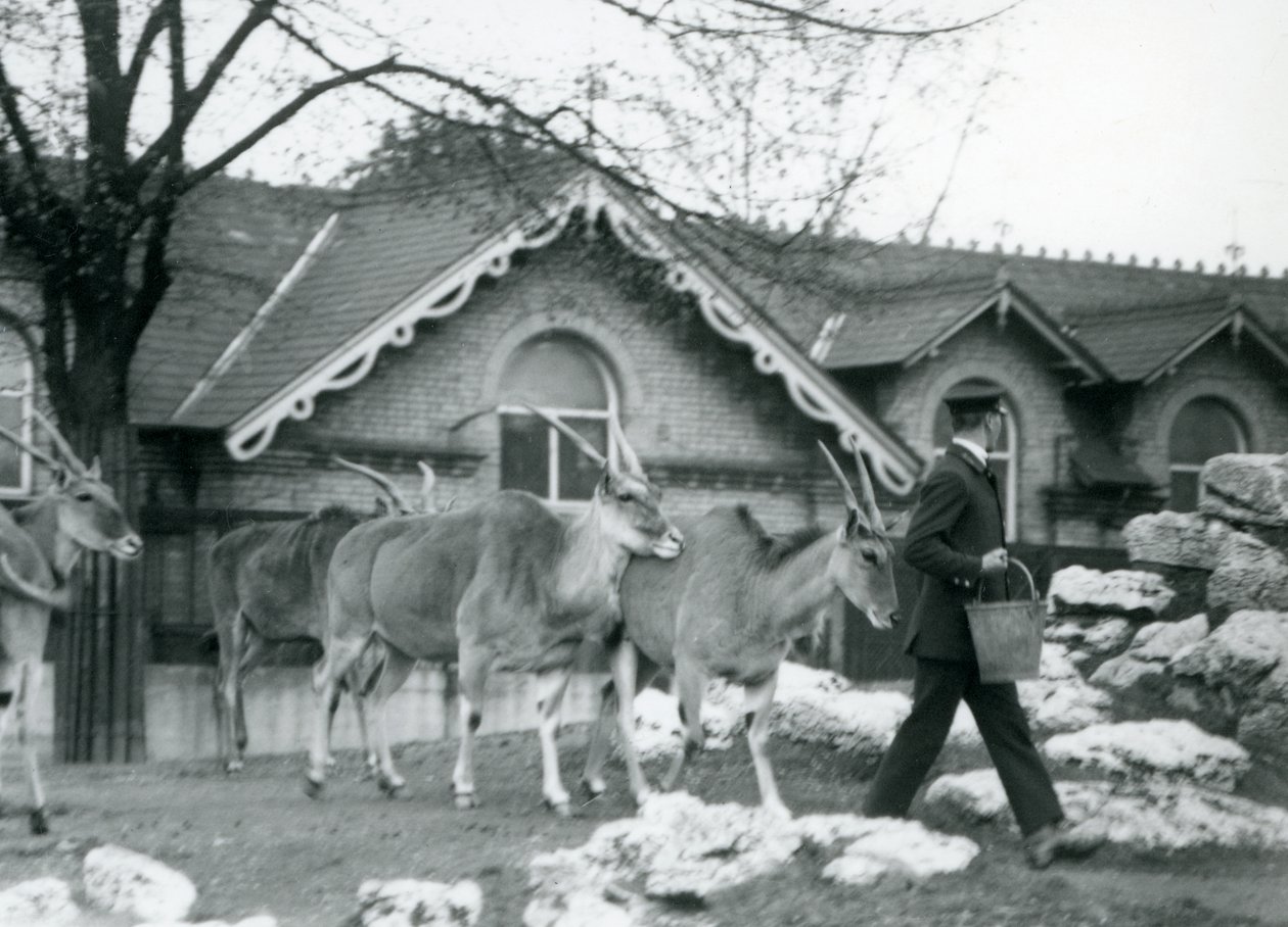 Quattro Eland seguono il loro custode durante l