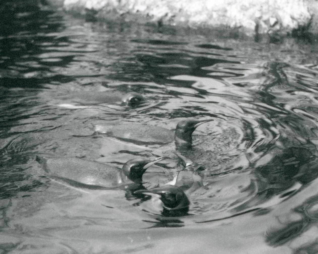 Quattro pinguini reali che nuotano nella loro piscina allo Zoo di Londra, giugno 1927 da Frederick William Bond