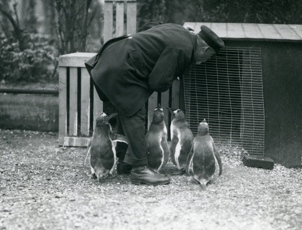 Pinguini Gentoo con il custode Albert White, Zoo di Londra, c.1914 da Frederick William Bond