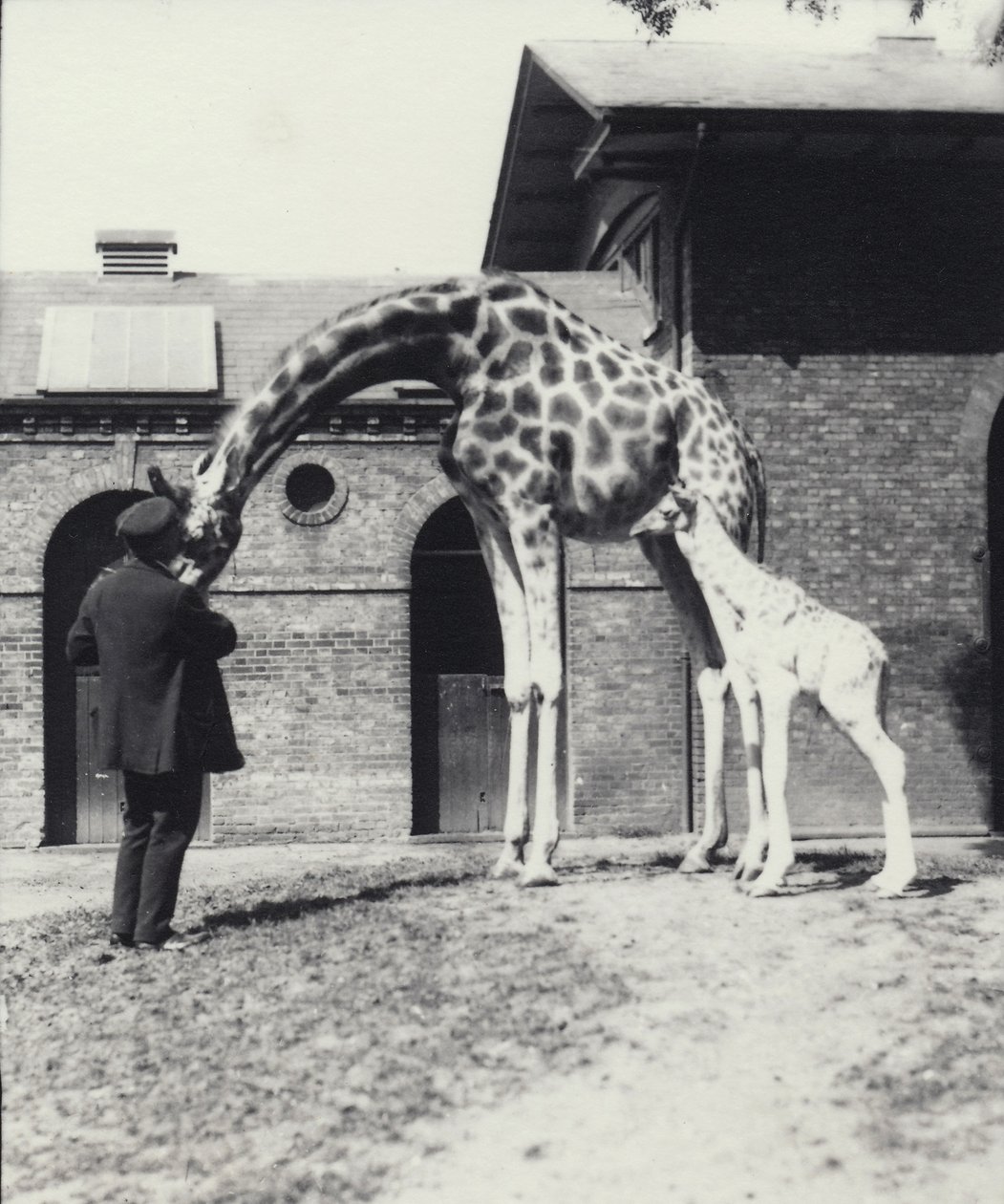 Giraffa con cucciolo di 3 giorni e custode allo zoo di Londra, 1914 da Frederick William Bond