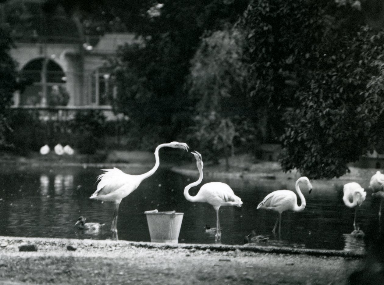 Fenicotteri maggiori sul loro lago allo Zoo di Londra nel 1924 da Frederick William Bond