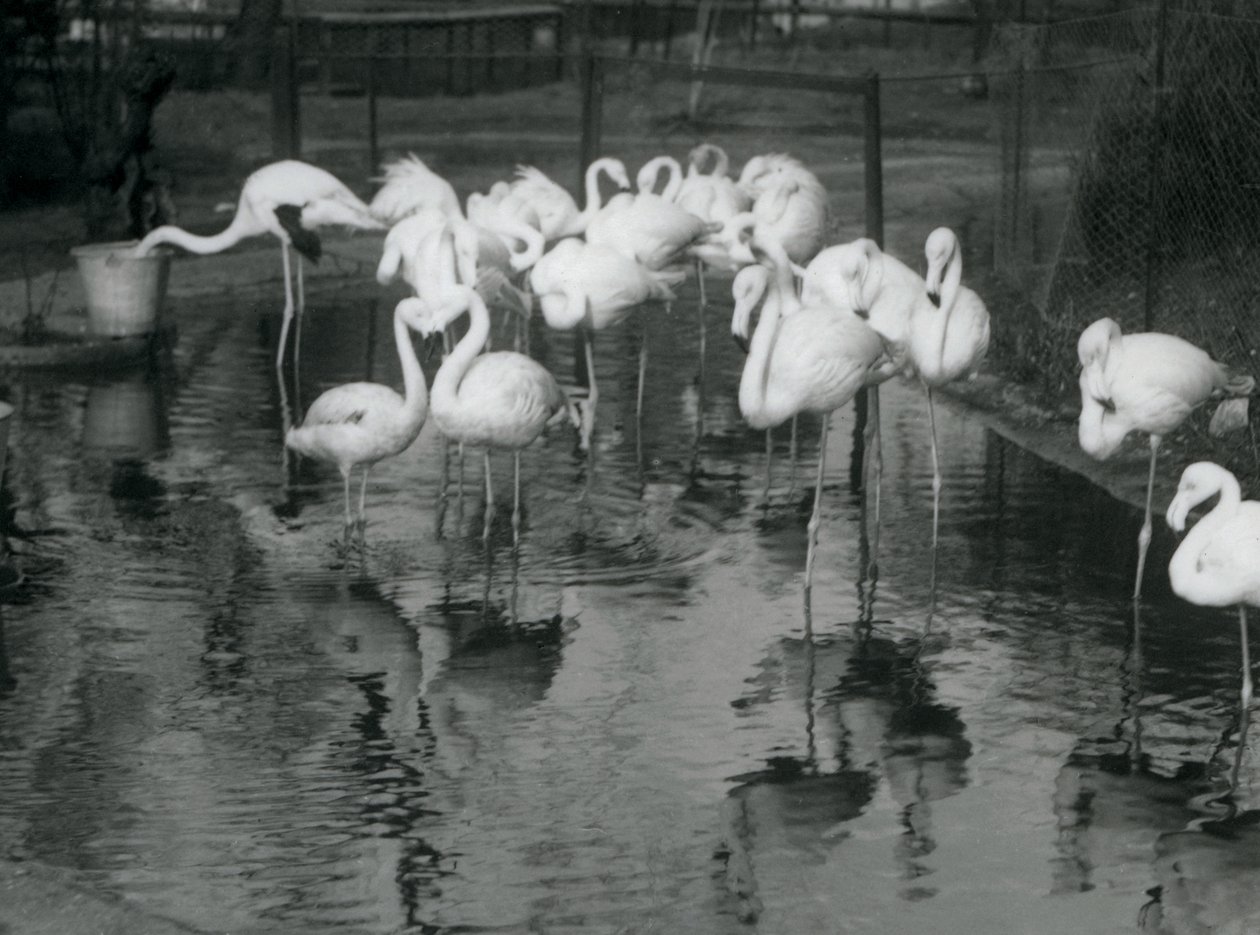 Fenicotteri maggiori nel loro stagno allo Zoo di Londra, 1926 da Frederick William Bond
