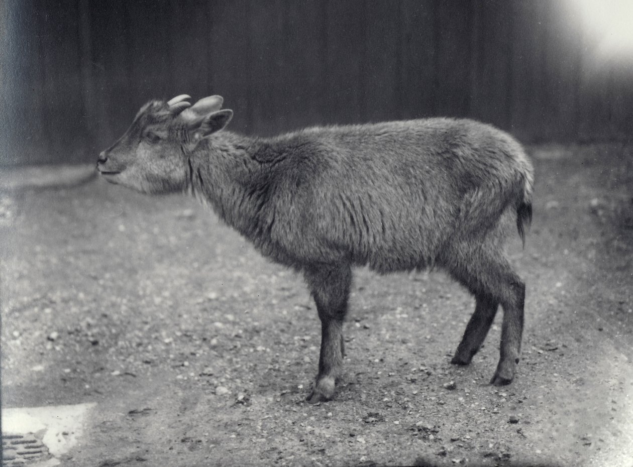 Goral himalayano allo zoo di Londra, 1914 da Frederick William Bond