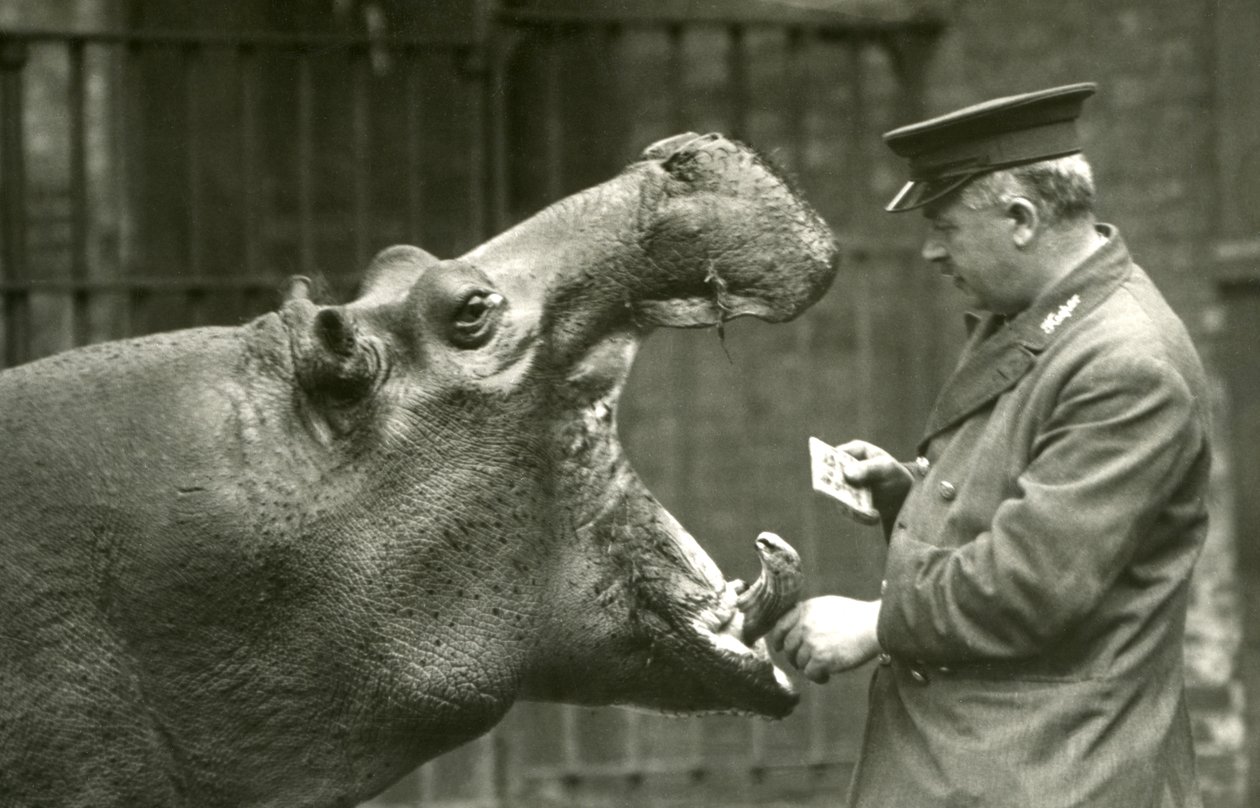Ippopotamo Bobbie con il custode Ernie Bowman, Zoo di Londra, 1927 da Frederick William Bond