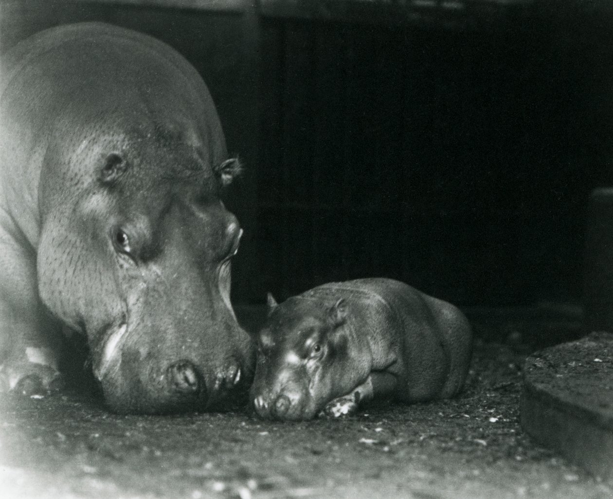 Ippopotamo Joan con il suo vitello maschio Jimmy allo Zoo di Londra, marzo 1927 da Frederick William Bond